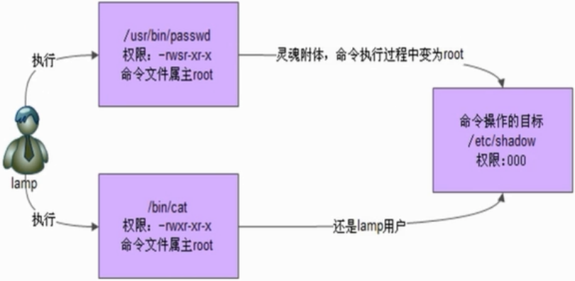 注意 s 权限
